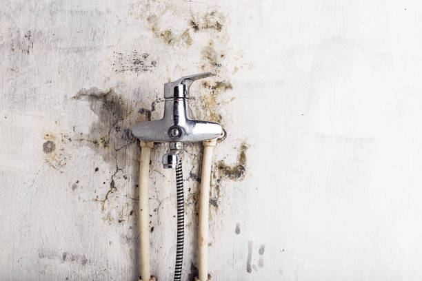Best White Mold Remediation in Vandenberg Village, CA