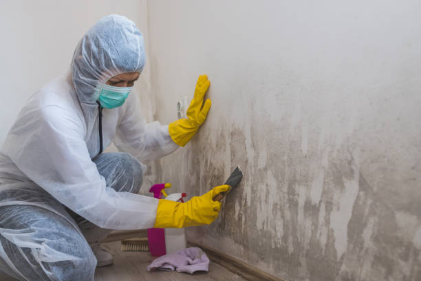 Trusted Vandenberg Village, CA Mold Remediation Experts