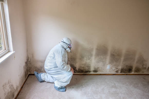Best Black Mold Remediation in Vandenberg Village, CA