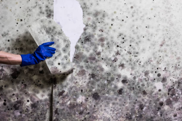 Best Residential Mold Remediation in Vandenberg Village, CA