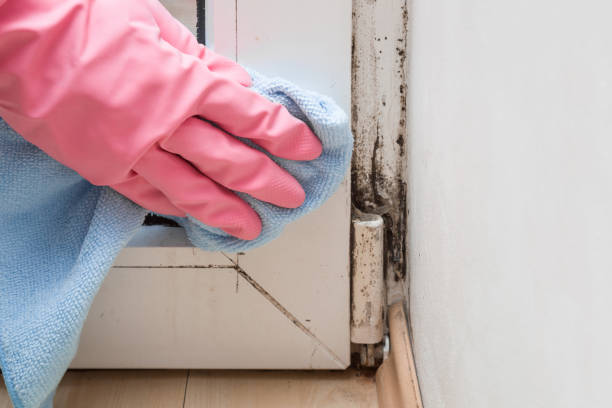 Best Crawl Space Mold Remediation in Vandenberg Village, CA
