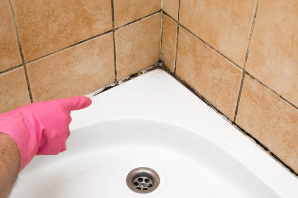 Best Bathroom Mold Remediation in Vandenberg Village, CA